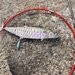 サゴシ祭は終盤なのか。