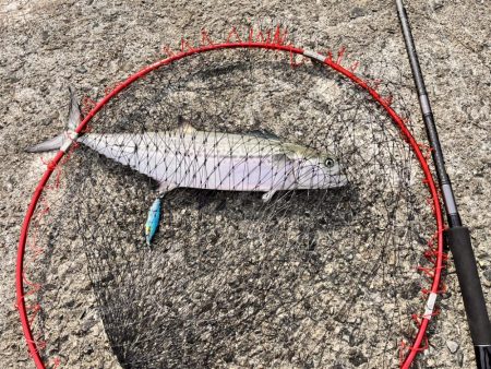 サゴシ祭は終盤なのか。