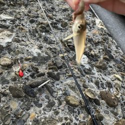 夜釣りと投げ釣り