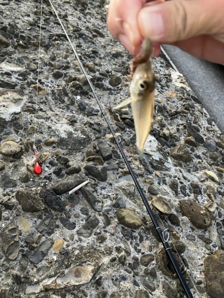 夜釣りと投げ釣り