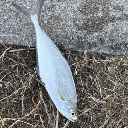 まさかの３魚種