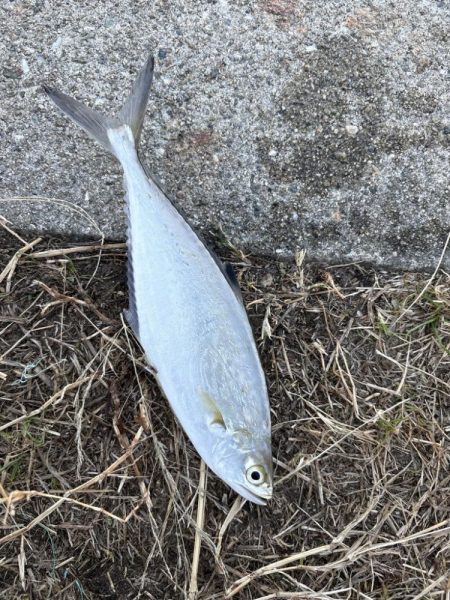 まさかの３魚種