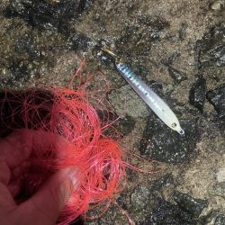 今年一番小さい。