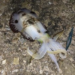 アオリイカもう少しで1kg