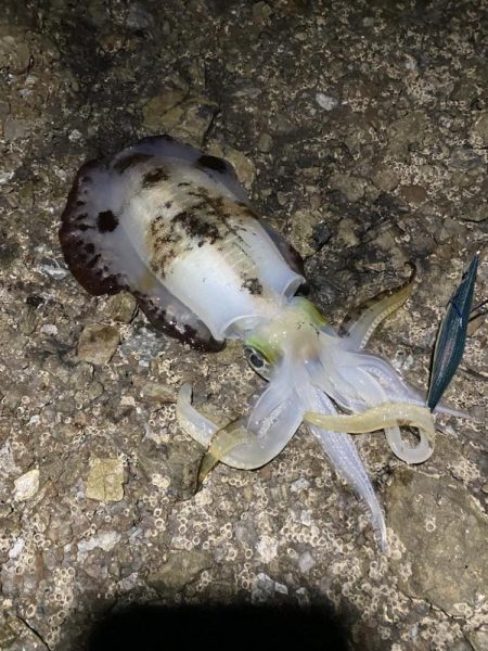 アオリイカもう少しで1kg