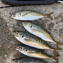 セイゴ、グレ、中アジ釣れてます