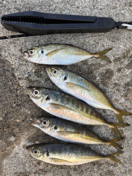 セイゴ、グレ、中アジ釣れてます