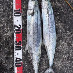 青物シーズン13