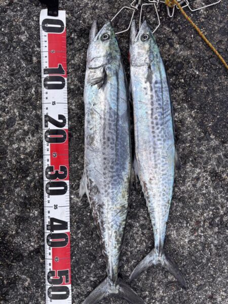 青物シーズン13