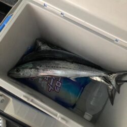 サゴシが食べたくて