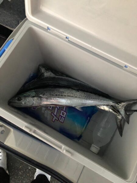 サゴシが食べたくて