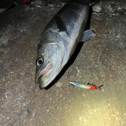 コノシロの大合唱にお手上げだったが!