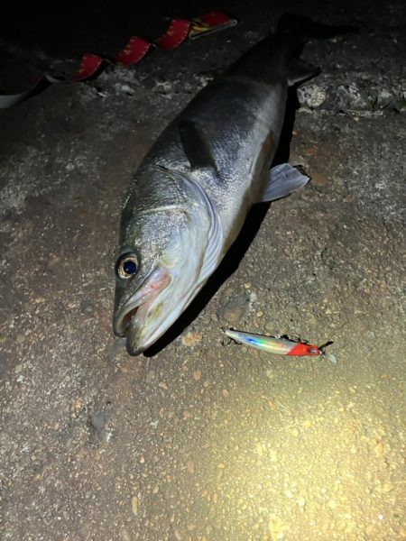 コノシロの大合唱にお手上げだったが!