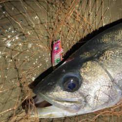 シーバスフィッシング