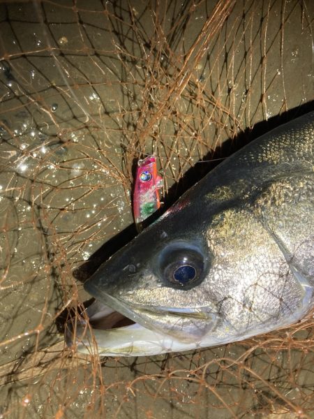 シーバスフィッシング