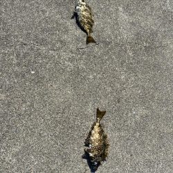 8種達成:シロギスタ↔︎カワハギスタ