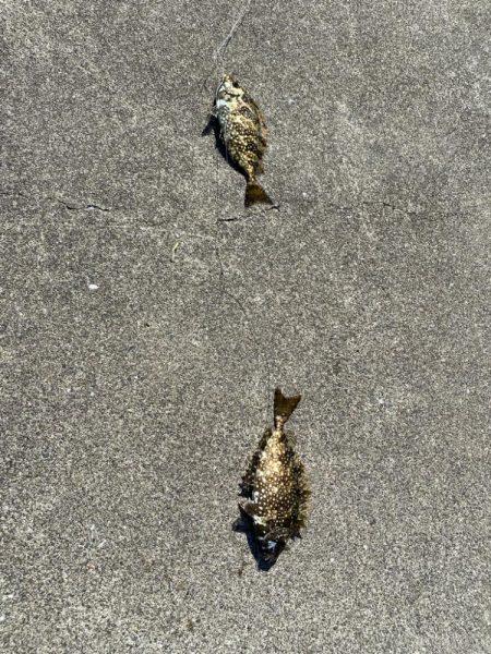 8種達成:シロギスタ↔︎カワハギスタ