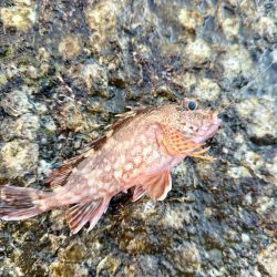 久しぶりの海釣り