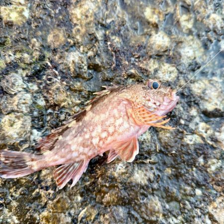 久しぶりの海釣り