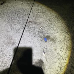 久しぶりの遠投　サビキ