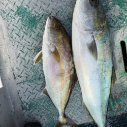 銚子沖、イワシ泳がせヒラメ