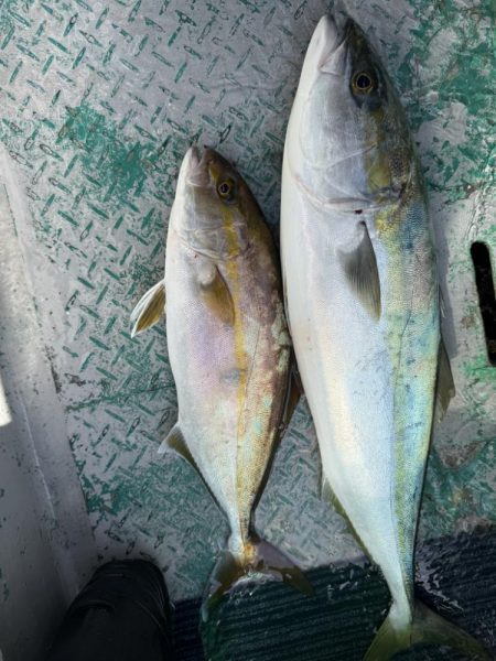 銚子沖、イワシ泳がせヒラメ