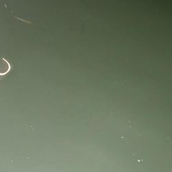 またまたアジング