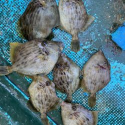 今期初カワハギ