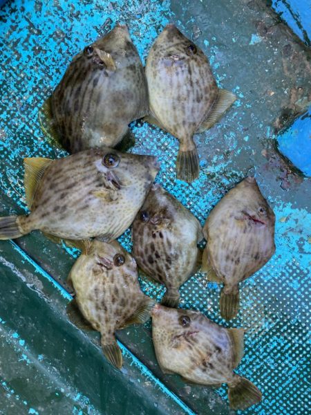 今期初カワハギ