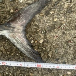 やっとサワラ〜！