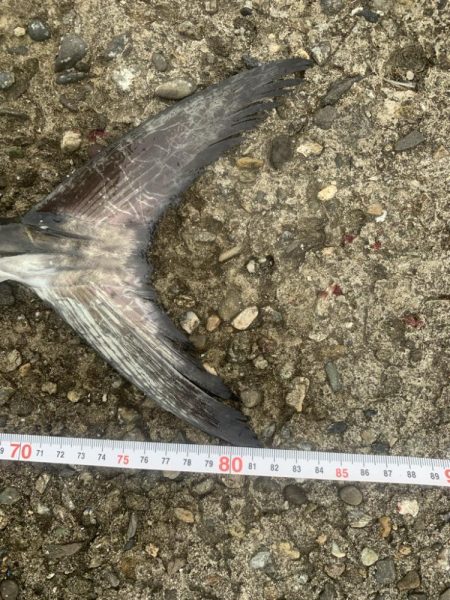 やっとサワラ〜！