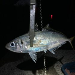 カゴ釣りと飛ばしサビキで