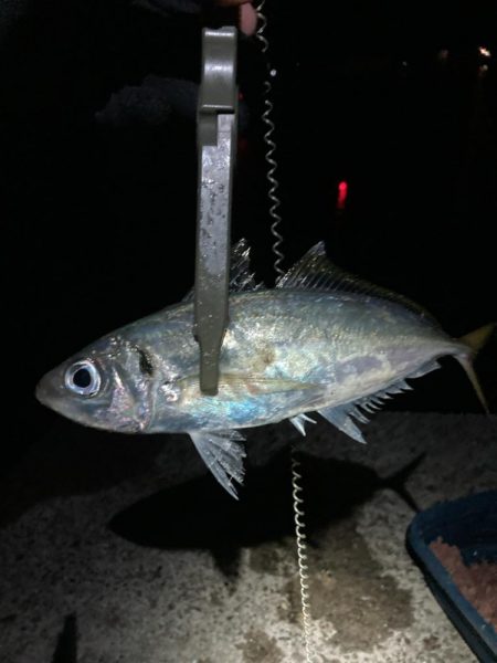 カゴ釣りと飛ばしサビキで