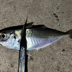 そろそろ中アジ⁈