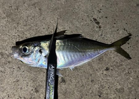 そろそろ中アジ⁈