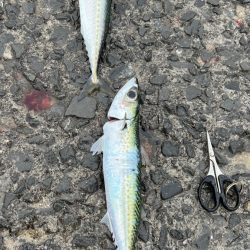 鯵を探して三千里 Vol.95