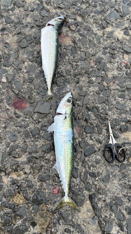 鯵を探して三千里 Vol.95