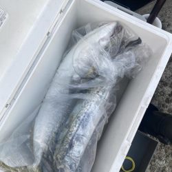 メジロとサゴシ