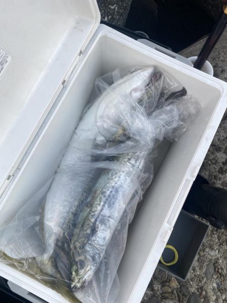 メジロとサゴシ