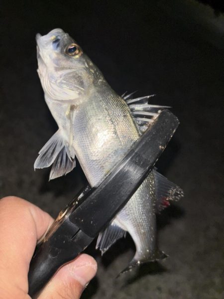 セイゴちゃん！