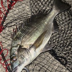 ヘチってきました