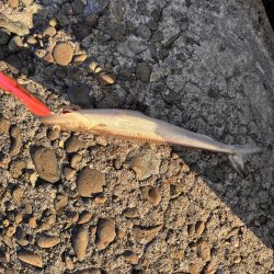 青物シーズン11