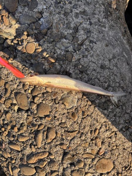 青物シーズン11