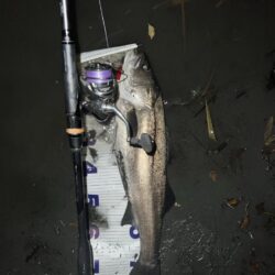 ランカーシーバス！