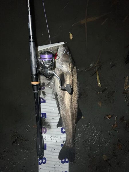 ランカーシーバス！