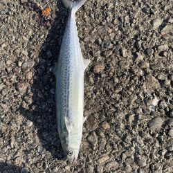 鰤、サワラ探し