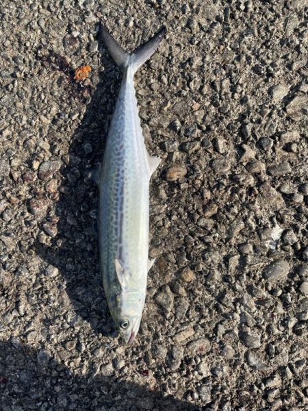 鰤、サワラ探し