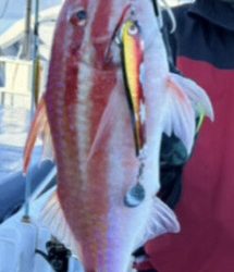 LJでホウキハタ連チャン!