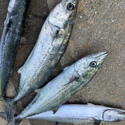 ショアジギング