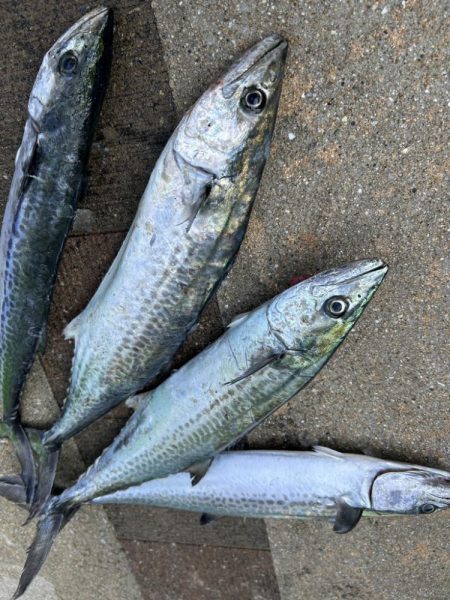 ショアジギング